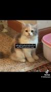 پیشیی:))))))))))))))))))))))))