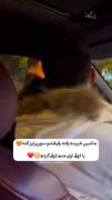 چـه قشنـگ بـود خـداوکیـلی، خرذوق شـدمممم😂