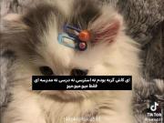 کاش گربه بودمممممممممممم🌝💖💖💖💖