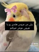 منم همینطور عزیزم, منم همینطور:)