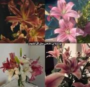 توووو برای من ولی مثل بابونه ایییی🎀(حتما کپشن)