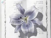 وقتی دوستت نداره: .