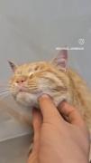 گربه ها عشقن🤩اخلاقشون به روایت تصویر 😅