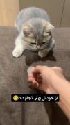 حتی بهتر از خود مرده انجامش داد