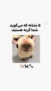 چندتا نشونه که ثابت می‌کنه گربه ای🐈