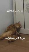 شب امتحان. هیچی. نخوندی: استاد بمیرهههه