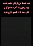 مرغ تریاکی لایک میخواد هم تاوی 