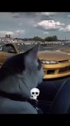 قدرت 🐈‍⬛. ‌
