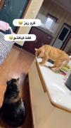 میری مدرسه چکارمیکنی؟ من...چطور😂