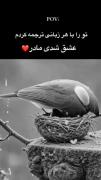 استوری نوشته پرندگان عشق مادری .