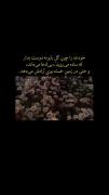 خودت را چون گل بابونه دوست بدار🌼......