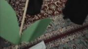 این ها همان نظامی ها نیستند.....!؟