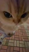 پیشی کوچولو افتاده تو دردسر🐱🐱