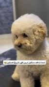 عاشقانهای حیوانات خانگی من و دلم
