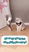  چجوری رفته تو شیشه ..😁..😁..😁
