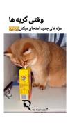 گربها و تست مزها برای اولین بار!..!..😁..😁