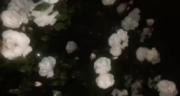 🛐🌺 But flowers 