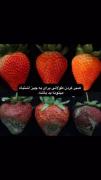 صبر خوب است اما زیادش به آدم ضربه میزند