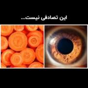 و در هر چیز نشانه‌ای برای شما قرار دادیم..