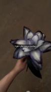زیباست ، درست مثل تو Evan_2026@ >>>