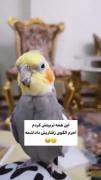 آخرشم الگوی رفتارش داییمهههههه