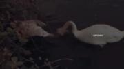 هعی کاش... امااا.....اون ک رفته دیگ برنمگرده 🦢🖤