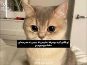 میو میو میو ‌ ‌ ‌ ‌‌ ‌ ‌ ‌‌ ‌ ‌‌ ‌