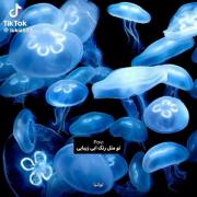 Bluo color111111111111111111111