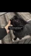 کلیپ کیوت و دخترانه⁦(⁠◕⁠ᴗ⁠◕⁠✿⁠)⁩