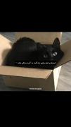 ولی گربه ها رو میشه پرستید. 🤌🏻🛐