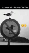 اره عزیز دلم تو ب گرد پام ک صحله ک گوزمم نمیرسی😊💕