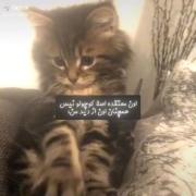 گربه کوچولوی منی تووو(: فالو فالو :) 