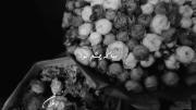 تولدت‌مبارک:) 𝑴𝒂𝒍𝒂𝒏‌ ‌ ‌ ‌ ‌ ‌