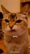 ای جان ، ای جان ………………🤓🤪🤪🤪