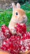 پیشنهاد میکنم که بخوریش این ننه رو 🐰🪔