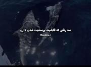 وایب این سه رنگ خواصــــــــــ