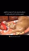 سگه داره گریه میکنه احساس میکنم از دستت بچشه
