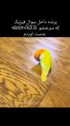 وقتی تو فیزیک وزن کفتر روی مریخ رو در میاری ۱۲ متر 