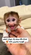 خیلی نازوبانمکه😘😘😘😘😍😍😀😀😀😀😀😀