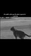 تنها پناهت خودتیااا:))))))))))))