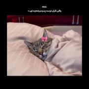 وقتی نگرانه دوست پسرمم وضعیت اون :😴