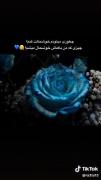 چیزی که منو خوشحال میکنه رز آبی🫠🦋