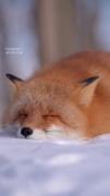 Fox🦊..........................