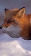 Fox 🦊...........................