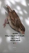 چقدر این گنجشک من بودم.......!