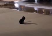  𖾕𖾝𖽙𖾟 🐾