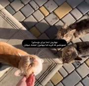  𖾕𖾝𖽙𖾟 🐾