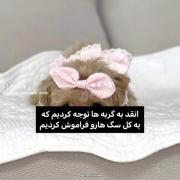 خواستم بگم حواستون به این خوشگلا هم باشه🙃