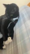 Cat miiiiiiiiyyyyyyyyuuuuuuuuu