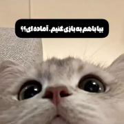 میای یه بازی کنیم؟؟؟ آخوداااا گربه هروووو